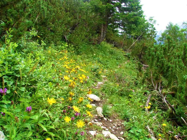 Wanderweg Den Karawanken Slowenien Vorbei Gelben Blumen Und Mugo Kiefern — Stockfoto