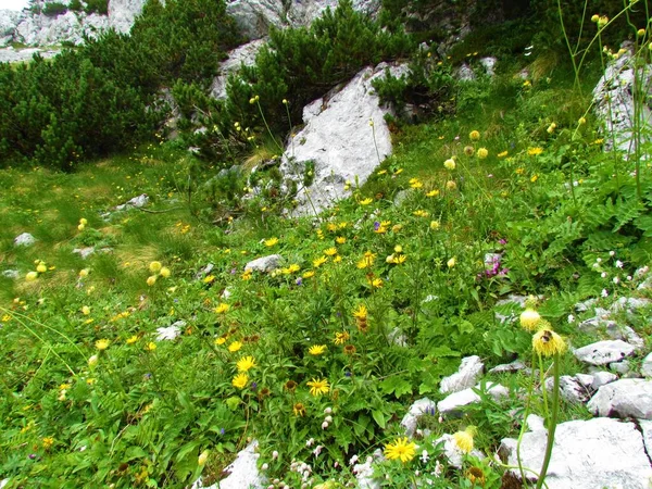 Alpine Meadow Yellow Flowers Karavanke Mountains Slovenia — Stock Photo, Image