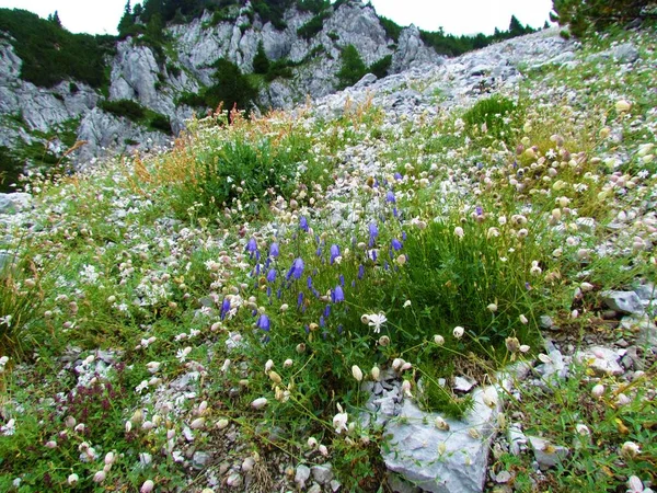 Jardín Alpino Rocas Silvestres Con Flores Campanilla Hoja Azul Campanula — Foto de Stock