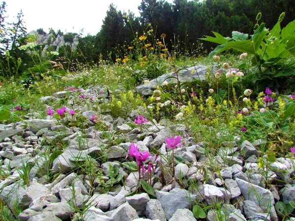 Jardín Rocas Alpinas Con Ciclamen Púrpura Cyclamen Purpurascens Flores Las —  Fotos de Stock