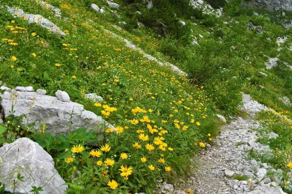 位于斯洛文尼亚朱利安阿尔卑斯山和特里格拉夫国家公园的Crna Prst下的小径上 爬满了黄牛眼 Buphthalmum Salicifolium 覆盖着高山草甸 — 图库照片