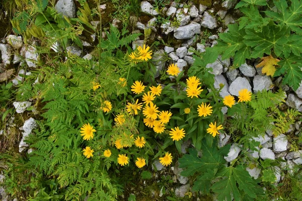 Close Yellow Blooming Eye Buphthalmum Salicifolium Flowers — Stock Photo, Image