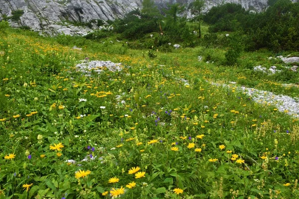 Exuberante Jardín Salvaje Alpino Con Ojo Buey Amarillo Buphthalmum Salicifolium —  Fotos de Stock