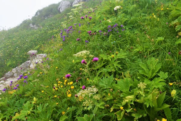 Colorido Jardín Salvaje Alpino Bajo Crna Prst Los Alpes Julianos — Foto de Stock