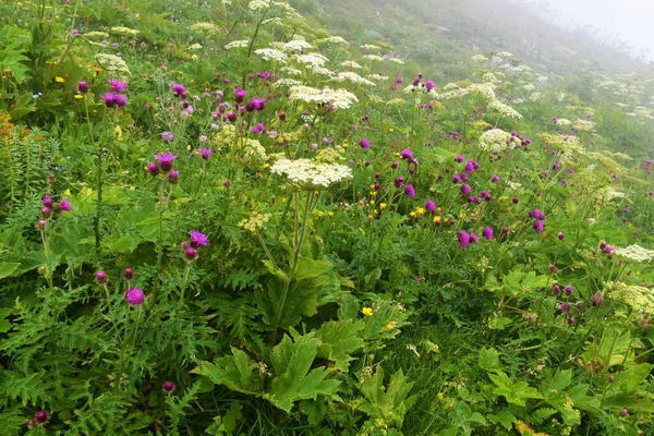 Farbenfroher Alpiner Wildgarten Bei Crna Prst Den Julischen Alpen Und — Stockfoto