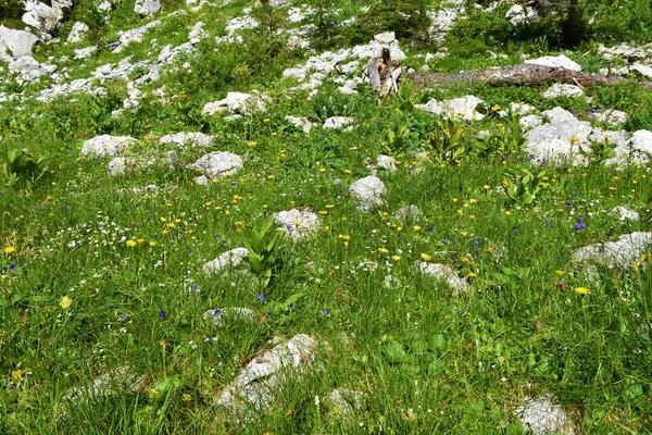 Primer Plano Colorido Jardín Salvaje Alpino Con Flores Blancas Amarillas —  Fotos de Stock