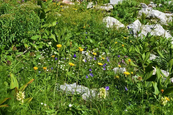 Primer Plano Colorido Jardín Salvaje Alpino Con Flores Blancas Amarillas —  Fotos de Stock