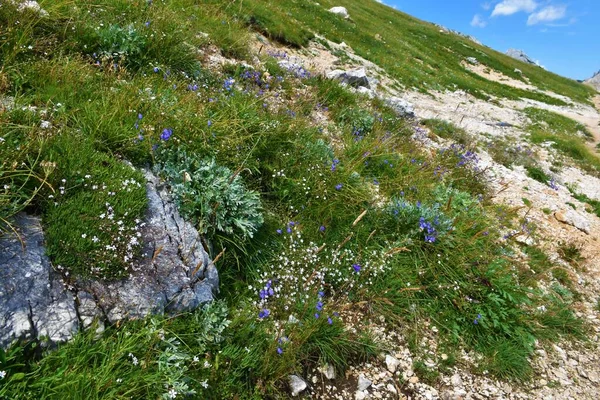 Jardín Salvaje Alpino Con Campanario Azul Campanula Cochleariifolia Otras Flores — Foto de Stock