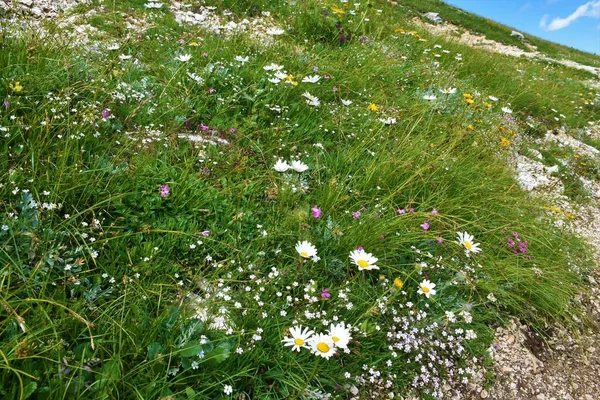 Alpská Divoká Zahrada Bílými Sedmikráskami Leukantém Jinými Růžovými Žlutými Květy — Stock fotografie