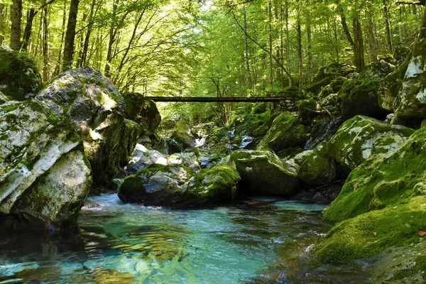 Potok Sunikova Vodního Háje Protékající Lesem Lepeně Juliánských Alpách Triglavském — Stock fotografie