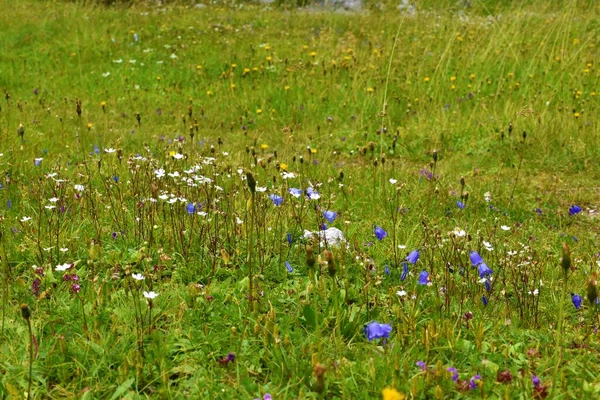 Луг Белыми Тихими Альпийскими Цветами Голубым Колокольчиком Campanula Cochleariifolia Юлийских — стоковое фото