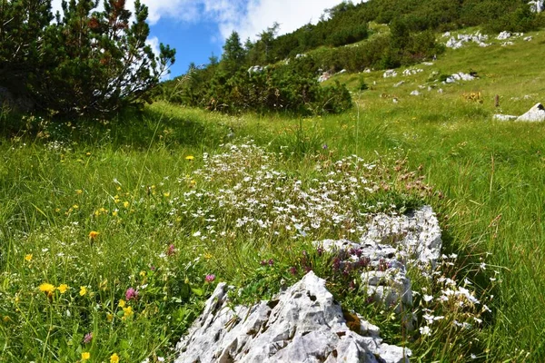 Pradera Con Flores Silene Alpestris Blancas Los Alpes Julianos Parque —  Fotos de Stock