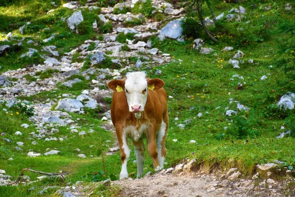 Vaca Doméstica Joven Ternera Prado Verde — Foto de Stock