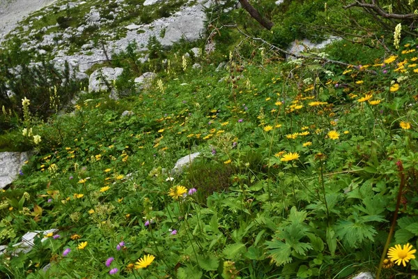 位于斯洛文尼亚Julian Alps和Triglav国家公园的美丽的郁郁葱葱的高山野花园 开着黄牛眼 Buphthalmum Salicifolium — 图库照片