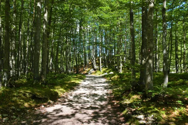 Široká Pěší Stezka Vedoucí Širokým Listnatým Opadavým Mírným Lesem Slunečním — Stock fotografie