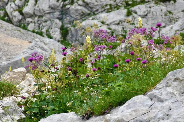 Primer Plano Jardín Salvaje Alpino Cloredul Con Flores Rosas Amarillas —  Fotos de Stock