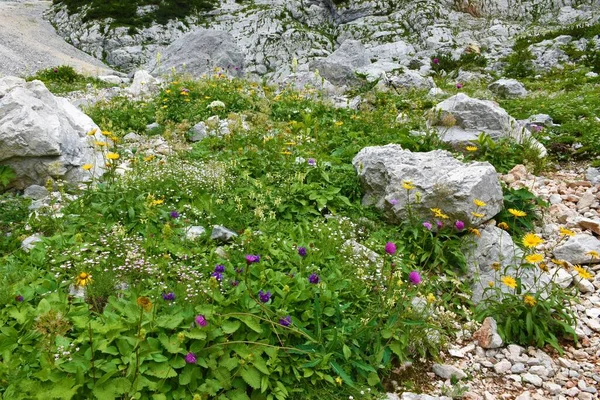 Colorful Alpine Rock Garden Vrata Valley Julian Alps Triglav National — Stock Photo, Image