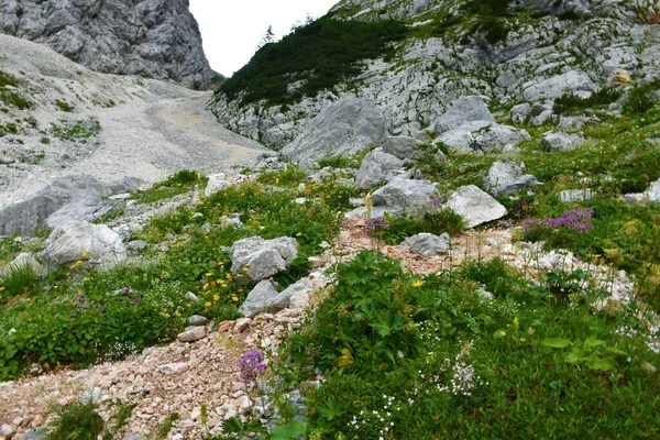 Colorful Alpine Rock Garden Vrata Valley Julian Alps Triglav National — Stock Photo, Image