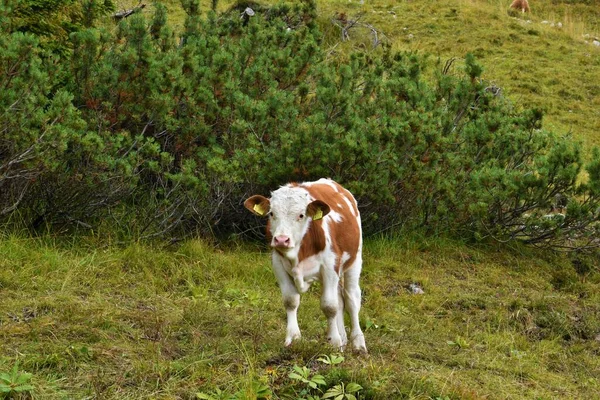 Jeune Veau Vache Brun Blanc Mignon — Photo