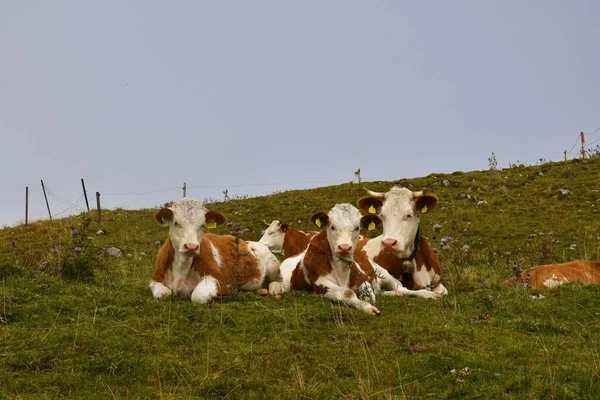 Familia Vacas Con Dos Terneros — Foto de Stock