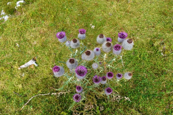 Close Purple Blooming Woolly Thistle Cirsium Eriophorum Flower — Stock Photo, Image
