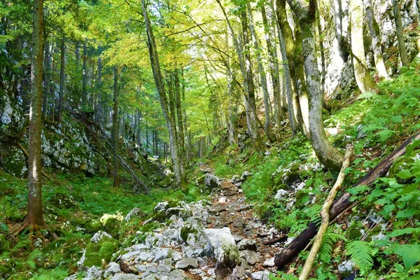 Sentier Pédestre Menant Travers Une Forêt Feuillue Couverte Feuillus Vers — Photo