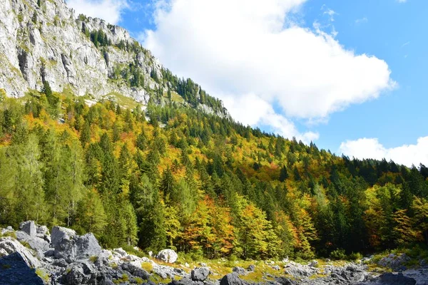 Bosque Mixto Hoja Ancha Montaña Coníferas Los Alpes Julianos Parque —  Fotos de Stock