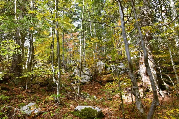 Laubblätter Herbst Gemäßigt Laubwald Gelben Und Grünen Farben — Stockfoto