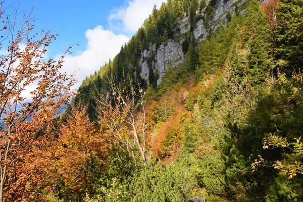 Farbenfroher Bergwald Rotem Und Gelbem Herbstlaub Den Karawanken Slowenien — Stockfoto