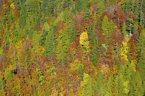 Vista Aérea Una Conífera Mixta Bosque Hoja Ancha Otoño Color — Foto de Stock