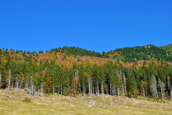 Colline Autunnali Coperte Conifere Latifoglie Nelle Montagne Del Karavanke Slovenia — Foto Stock