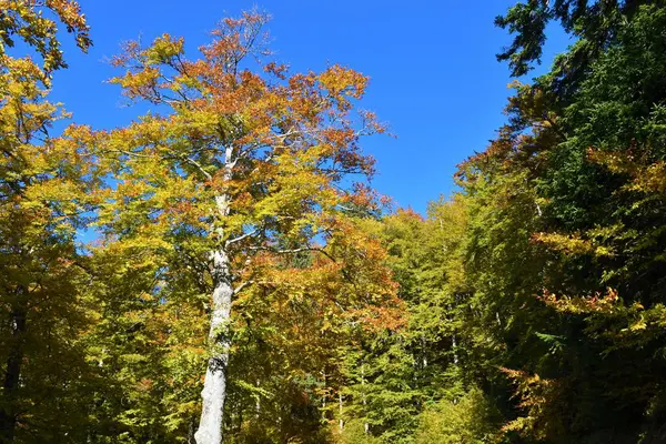 Bükk Fagus Sylvatica Sárga Narancssárga Őszi Színekben — Stock Fotó