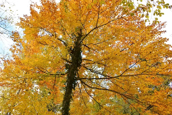 Orange colored beech (Fagus sylvatica) trees in autumn