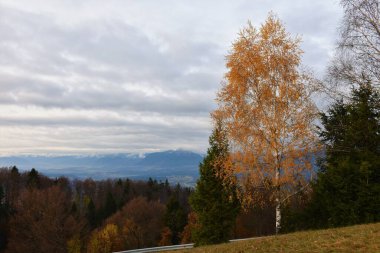 Slovenya 'nın Gorenjska kentinin bulutlu bir gününde, önünde portakal renkli bir huş ağacı (Betula pendula) bulunan manzarası