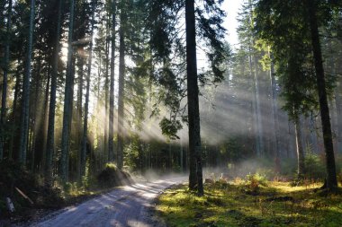 Boreal kozalaklı ladin ormanı. Güneş ışınları sisi aydınlatıyor.