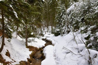 Karla kaplı bir kozalaklı ormandan akan akarsu.