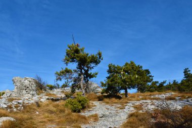 İki küçük çam ağacı (Pinus sylvestris) olan Rocky manzarası