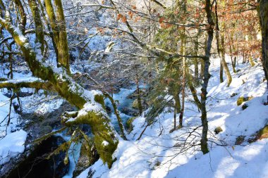 Mostnica Dağı deresi, kışın Slovenya 'nın Julian Alplerindeki Bohinj ve Triglav Ulusal Parkı yakınlarındaki ağaçları haykırıyor