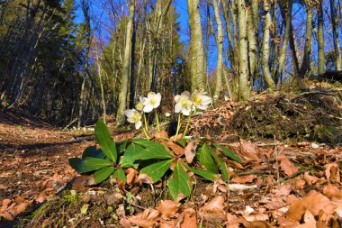 Bir kayın ormanında çiçek açan bir grup beyaz noel (Helleborus niger).