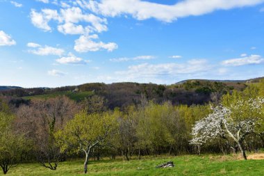 Slovenya 'nın Primorska kentinde ilkbaharda beyaz ve sarı ağaçların açtığı tepe manzarası