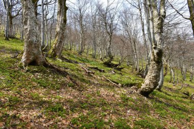İlkbaharda Sycamore akçaağaç ve kayın ormanı, zemini kaplayan bitki katmanıyla.