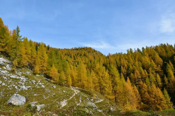 Colline Ricoperte Autunno Larice Larix Decidua Nelle Alpi Giulie Slovenia — Foto Stock