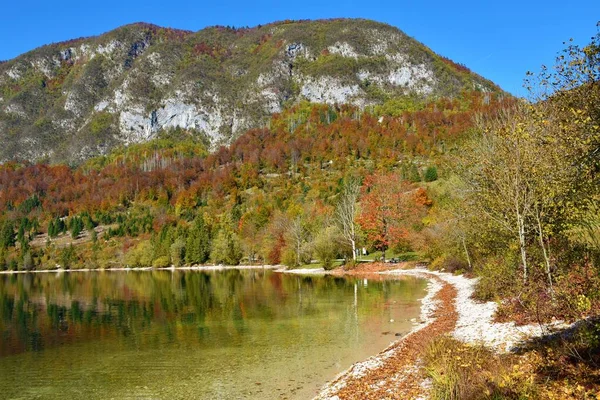 Shore Bohinj Lake Gorenjska Slovenia Autumn Slopes Covered Red Green — Stockfoto