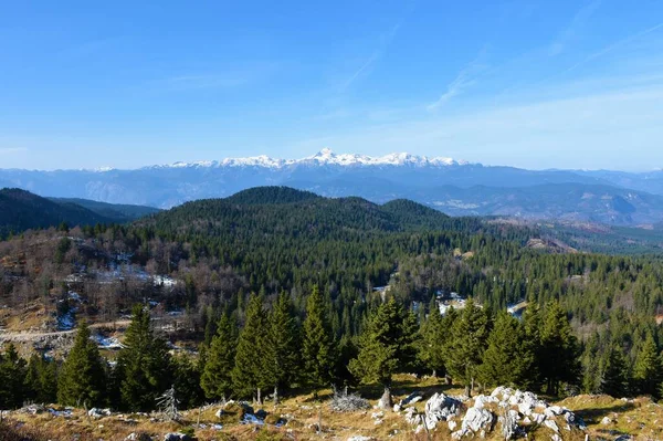 Vista Del Bosque Abetos Coníferas Cubierto Meseta Jelovica Montaña Triglav —  Fotos de Stock