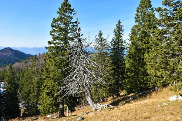 Small dead spruce tree on a meadow with green spruce trees behind