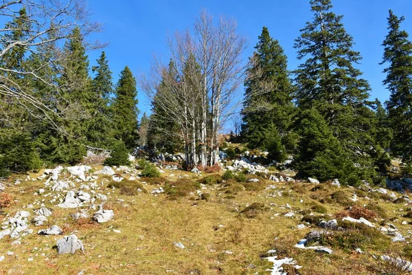 Wiese Mit Trockenem Gras Und Kahlen Buchen Und Fichten Sonnenlicht — Stockfoto