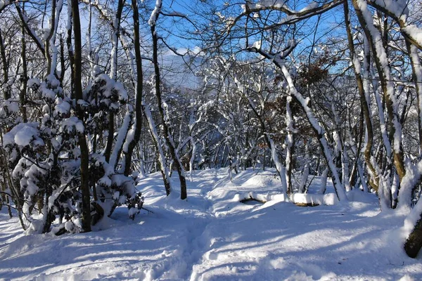 Forêt Feuillus Tempérée Hivernale Idyllique Avec Sentier Neige — Photo