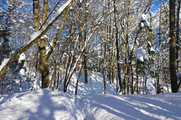 Foresta Faggio Fagus Sylvatica Inverno — Foto Stock