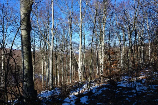 Kışın yapraksız bir kayın (Fagus sylvatica) ılıman, yaprak döken bir orman manzarası