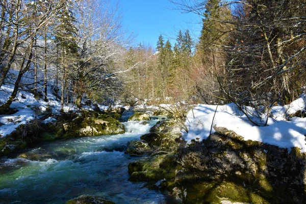 Mostnica Horský Potok Bohinj Slovinsku Zimě — Stock fotografie
